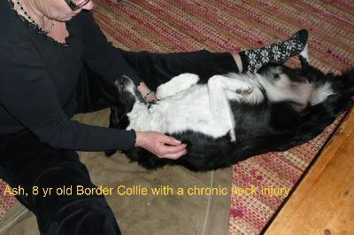 This is Ash, an 8 yr old Border Collie with chronic neck issues from an old injury.